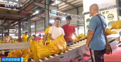 黃金果上市季 單店日銷破十萬(wàn)，全國(guó)電石產(chǎn)業(yè)再引關(guān)注